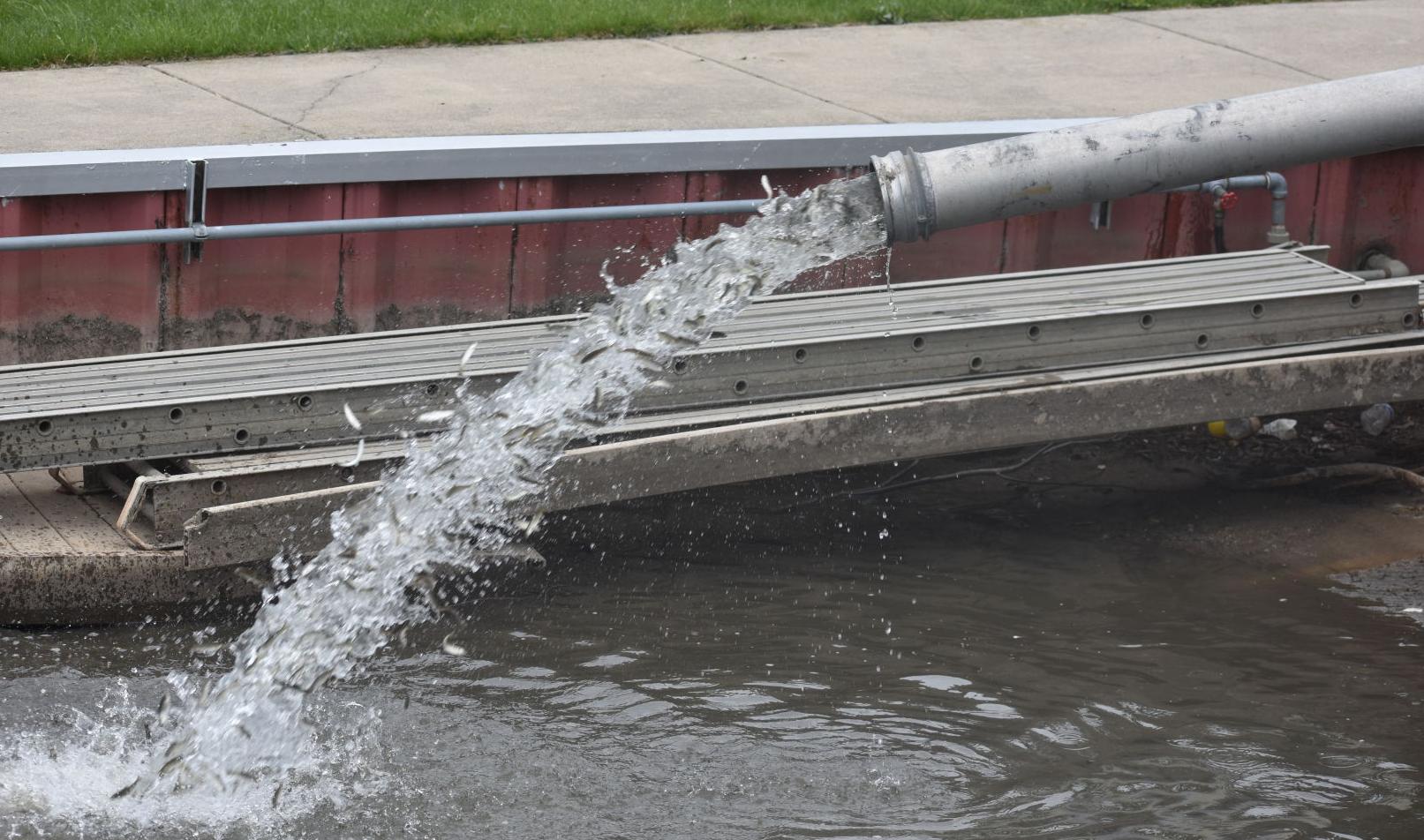 Releasing chinook salmon into Root River